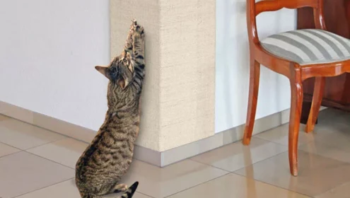 Tips for Preventing Future Cat Scratches on Walls